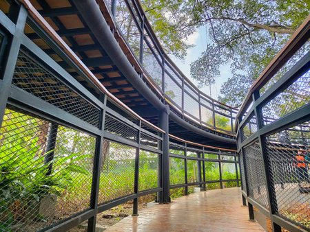 The beauty of the modern classic aesthetic wooden bridge architecture that surrounds the forest with tall, lush treesの写真素材