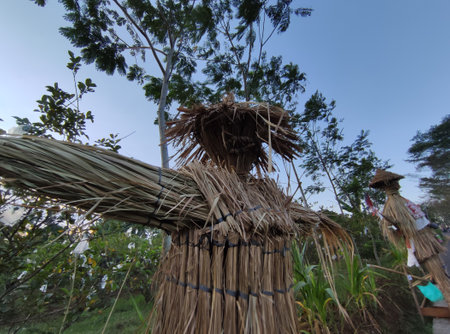 Scarecrows are made of straw wrapped in human clothing to scare away birds from destroying farmers' crops.の写真素材