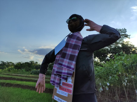 Scarecrows are made of straw wrapped in human clothing to scare away birds from destroying farmers' crops.の写真素材