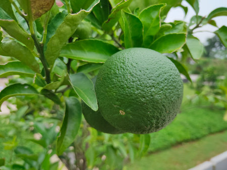 Dekopon oranges are sweet, seedless mandarin oranges from a hybrid between Kiyomi and ponkan orangesの写真素材