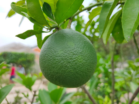 Dekopon oranges are sweet, seedless mandarin oranges from a hybrid between Kiyomi and ponkan orangesの写真素材