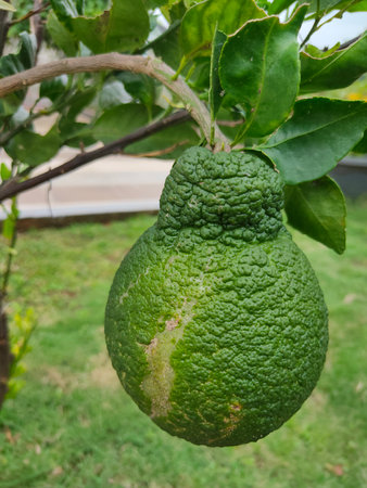 Dekopon oranges are sweet, seedless mandarin oranges from a hybrid between Kiyomi and ponkan orangesの写真素材