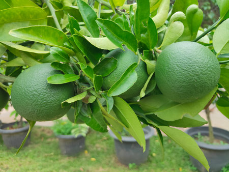 Dekopon oranges are sweet, seedless mandarin oranges from a hybrid between Kiyomi and ponkan orangesの写真素材