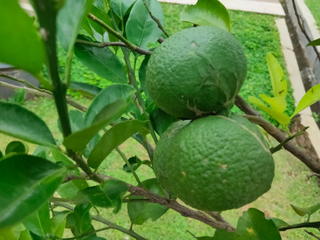 Dekopon oranges are sweet, seedless mandarin oranges from a hybrid between Kiyomi and ponkan orangesの写真素材