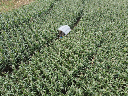 orn fields are planted next to rice fields for a variety of modern agricultural products in Indonesiaの写真素材