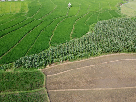 orn fields are planted next to rice fields for a variety of modern agricultural products in Indonesiaの写真素材