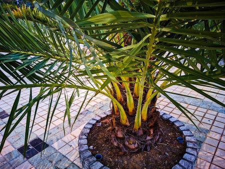 With agricultural technology, date palms can now grow well in Indonesia.の写真素材