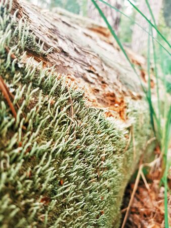 magic of natureのeditorial素材