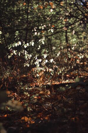 autumn earthのeditorial素材