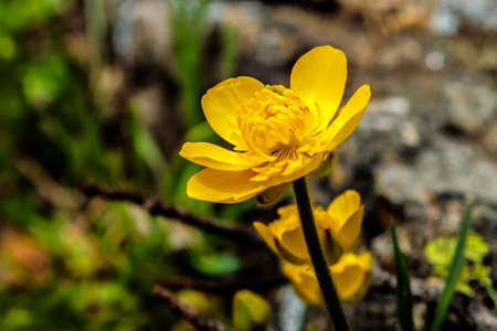 Photograph in detail of beautiful spring flowers