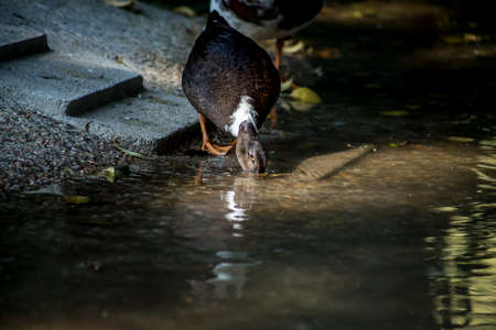 brown duck drinking water in a pondの写真素材