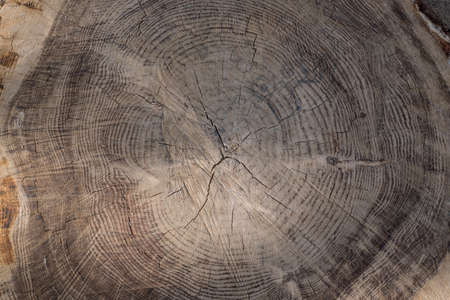 veins of cut trunk giving a nice texture