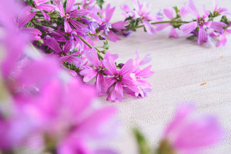 beautiful spring flowers with assorted colors