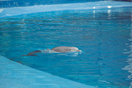 dolphin jumping in an exhibition splashing waterの写真素材