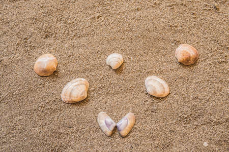 seashells, marine elements on beach sand backgroundの写真素材