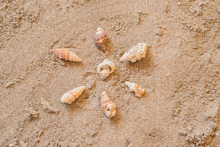 seashells, marine elements on beach sand backgroundの写真素材