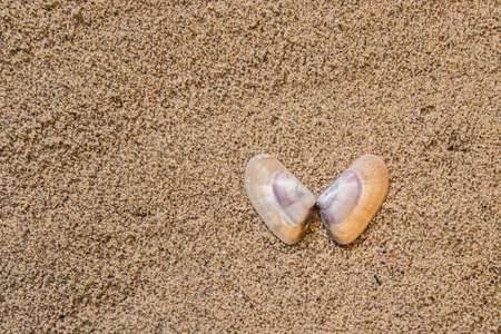 seashells, marine elements on beach sand backgroundの写真素材