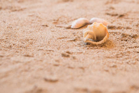 seashells, marine elements on beach sand backgroundの写真素材