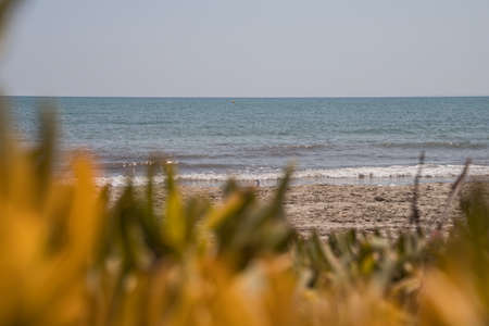 Beach landscape with sea vegetation
