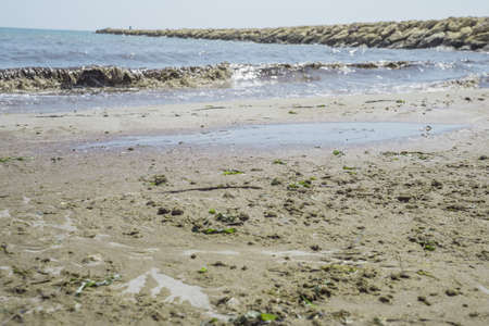 Payment Management Dirty beach of sea algae
