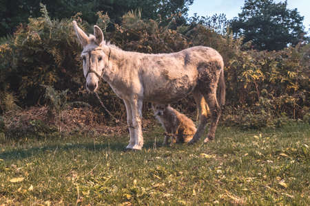 a donkey and a dog together at night under the light of a street lamp