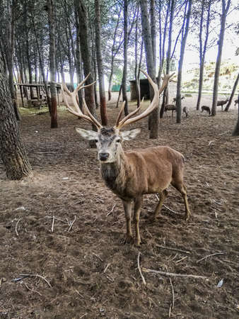 Deer with large antlers