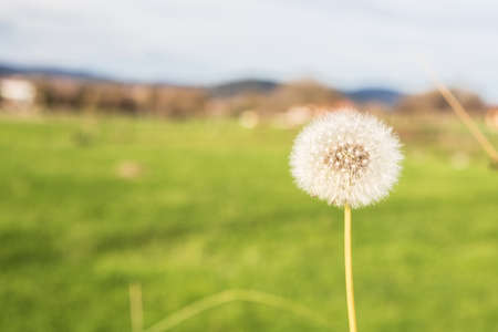 dandelion, fragile and volatile with the windの写真素材