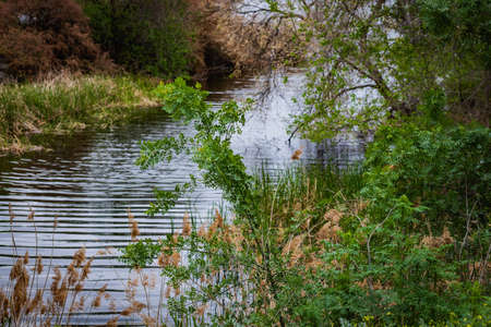 Flowing river with spring vegetation, of madridの写真素材