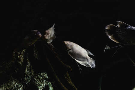 fish in the dark of the sea, with a light crossing the water