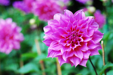 Pink flowers in gardenの写真素材