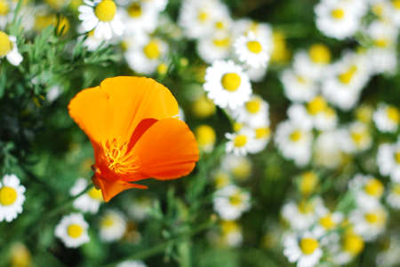 Orange flower in gardenの写真素材