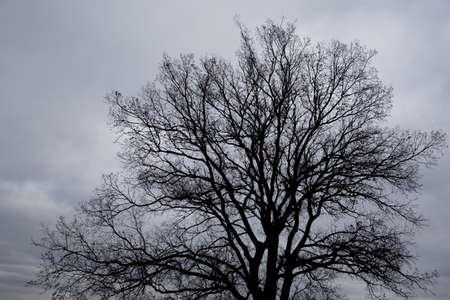 branch backlit black sky background