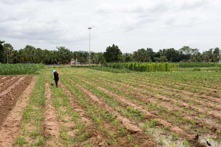 county green farm with skyの写真素材