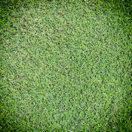 green grass leaf texture backgroundの写真素材