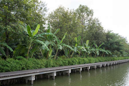 Long wooden path at riverside