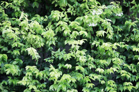 Green leaves wall texture background