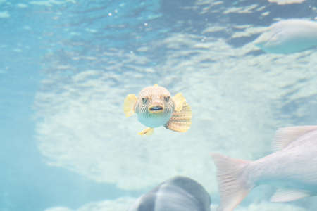 fish in the aquariumの写真素材