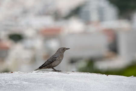 A small bird with blurred backgroundの写真素材