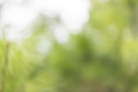 natural green bokeh backgroundの写真素材