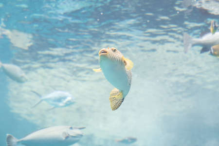 fish in the aquarium ; Okinawa - Japanの写真素材