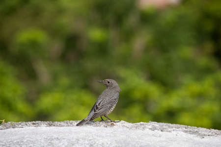 A small bird with blurred background