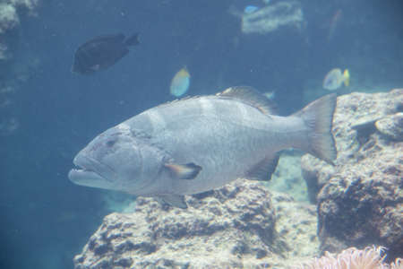 fish in the aquarium ; Okinawa - Japan