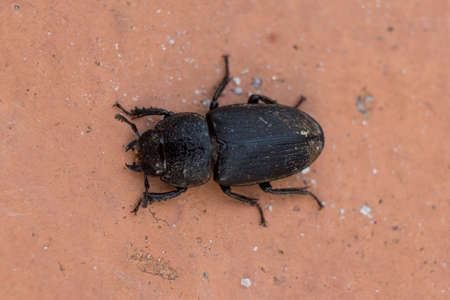 black beetle on the orange ground.