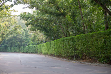 empty road with tree on one side