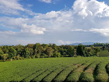 Amazing landscape view of tea plantation. Nature background with blue sky.の写真素材