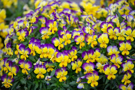 Close-up on many purple and yellow small flowers.