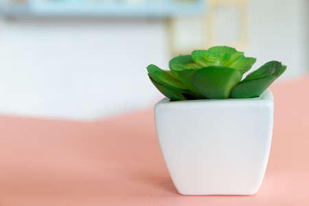 Small artificial trees in a white pot on a pink table bar.の写真素材