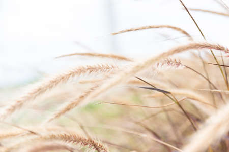 the natural colors wheat field