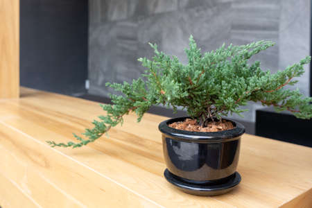 Green plant in a black flowerpot on a long wooden chair.の写真素材