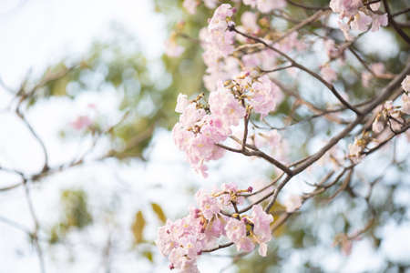 close up of Pink trumpet tree "Chompoo Pantip" in winter, Thai.の写真素材